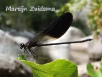 Koperen beekjuffer [Calopteryx haemorrhoidalis]